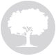 Alberi Monumentali